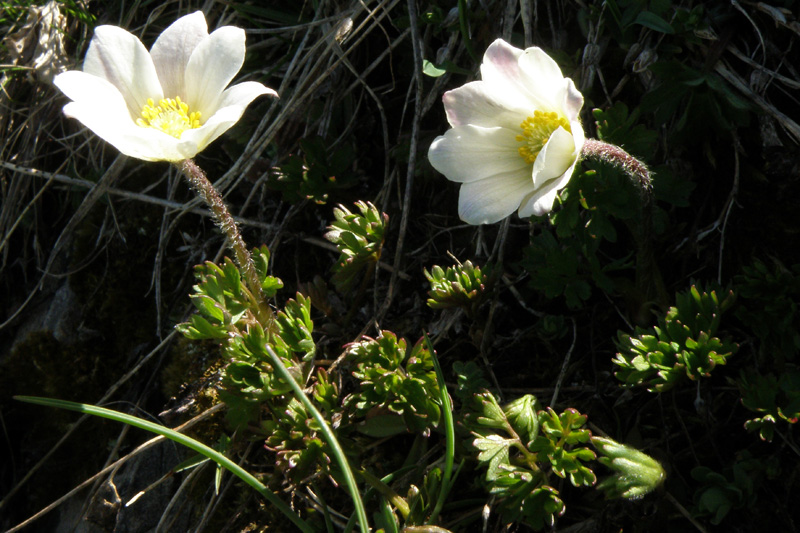 Pulsatilla alpina subsp. millefoliata